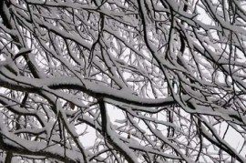 Branches arbre neige #3